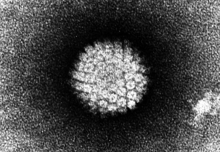 Humán papillomavírus, amely bőrelváltozásokat okoz